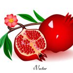 دانلود طرح وکتور انار کارتونی Pomegranate vector download