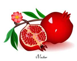 دانلود طرح وکتور انار کارتونی Pomegranate vector download