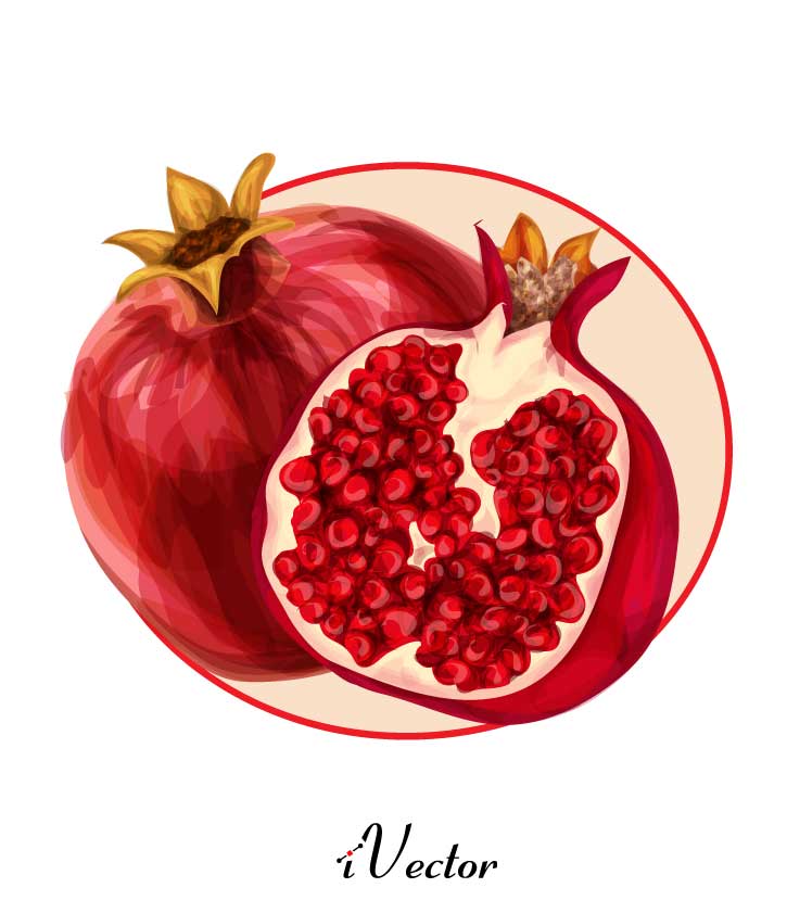 تصاویر وکتور انار Pomegranate Vector Art