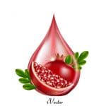 دانلود فایل وکتور لایه باز انار Pomegranate Drawing Vector Art