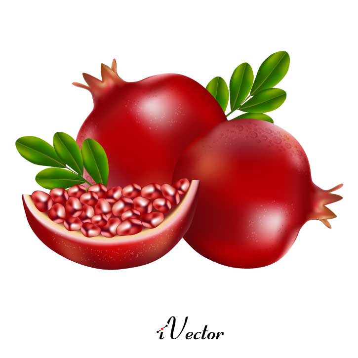 وکتور طرح های واقعی انار pomegranate illustration vector