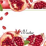 دانلود کادر وکتور طرح انار Pomegranate Royalty Vector Image