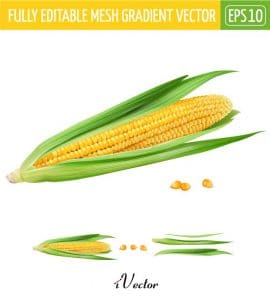 دانلود طرح وکتور تصویر ذرت به صورت لایه باز corn illustration vector
