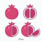 دانلود مجموعه وکتور انار Pomegranate vector free download