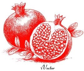 وکتور انار نقاشی pomegranate background vector