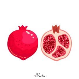 وکتور انار نقاشی pomegranate illustration vector
