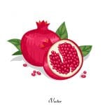 وکتور انار کارتونی Pomegranate vector download