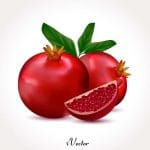 وکتور طرح های واقعی انار pomegranate illustration vector