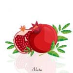 تصاویر وکتور انار شب یلدا Pomegranate Free Vector Art
